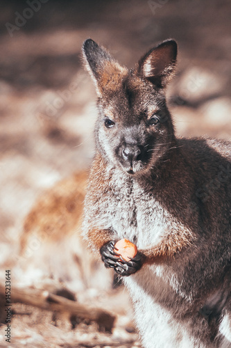 Wallaby photo