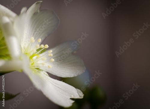 Flor Venus atrapamoscas  Venus flytrap flower  Macro