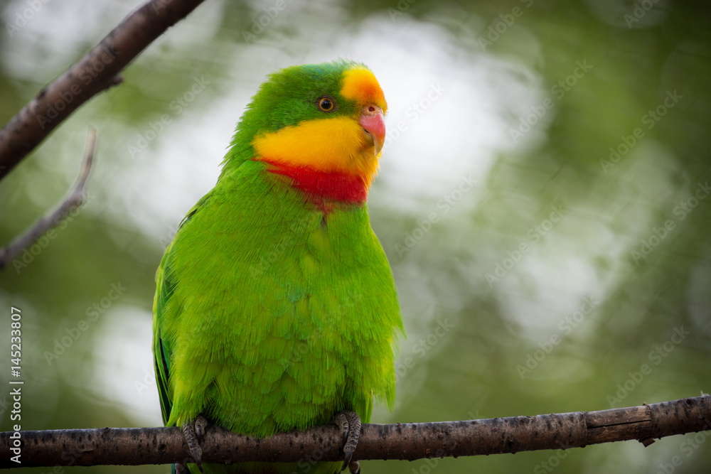 Parrot gorgeous.