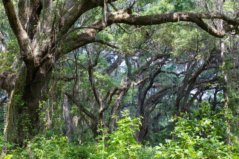 Fototapeta premium Oak Canopy