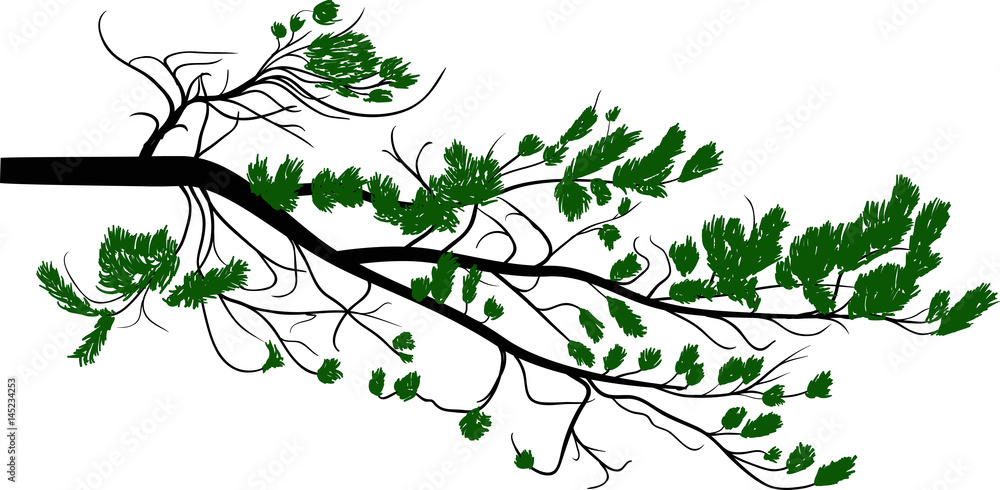 Fototapeta premium green pine tree branch isolated on white