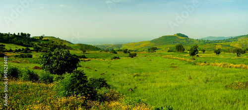 Agriculture landscape with fields of teff at morning in Ethiopia