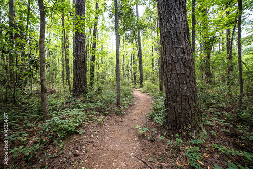 Trees in the Forest