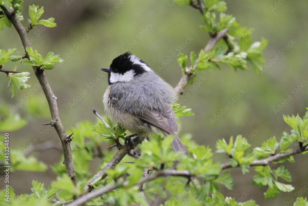 Naklejka premium Young Coal tit