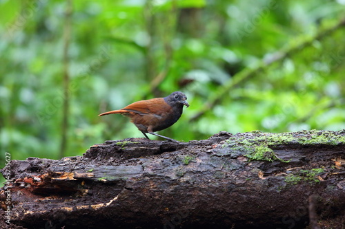 Brown-winged whistling thrush (Myophonus castaneus) in Sumatra, Indonesia photo