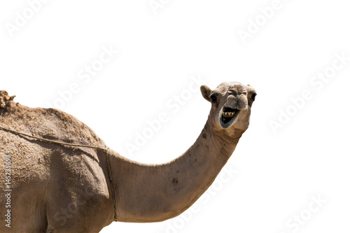funny looking smiling camel isolated on a white background
