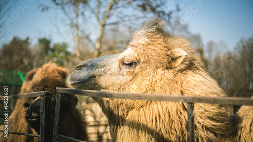 Canvastavla view from close on a camel at the Zoo