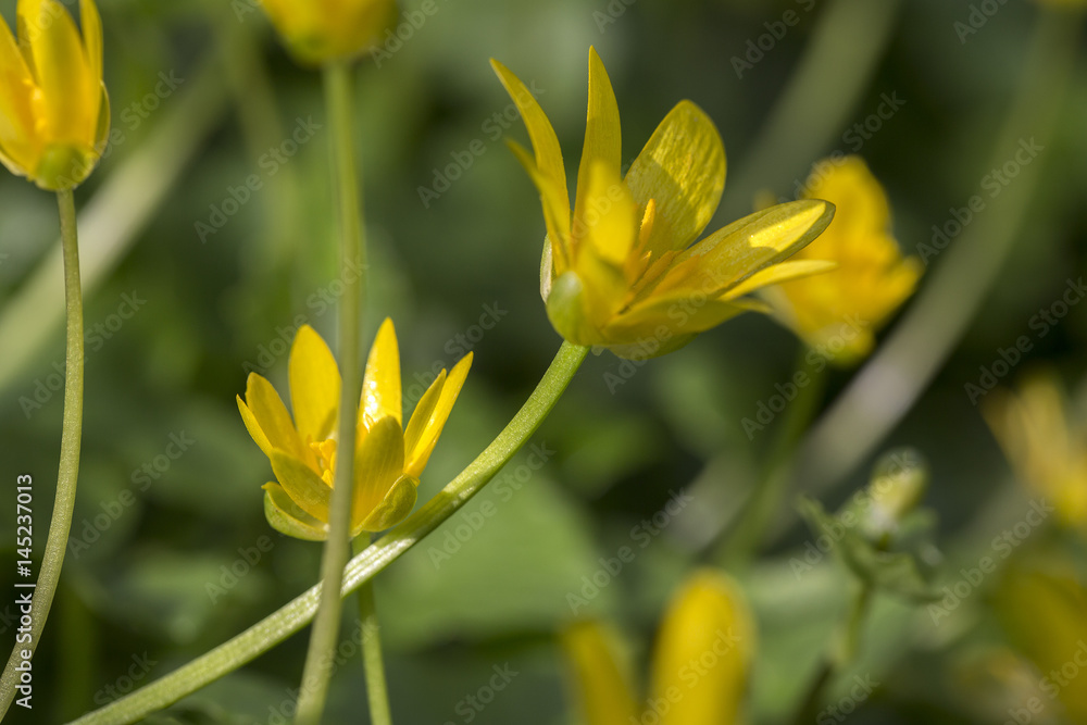 Fototapeta premium Lesser Celandine ( Ficaria verna or Ranunculus ficaria)