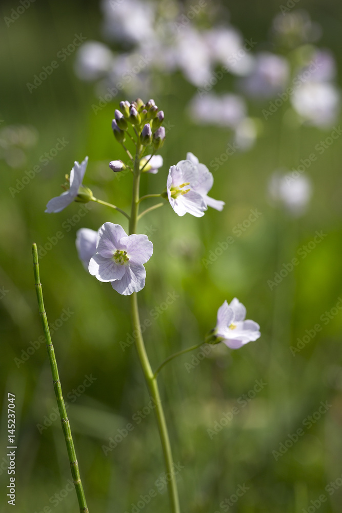 Cuckoo-flower (Cardamine pratensis) in a meadow Cuckoo-flower (Cardamine pratensis) in a meadow
