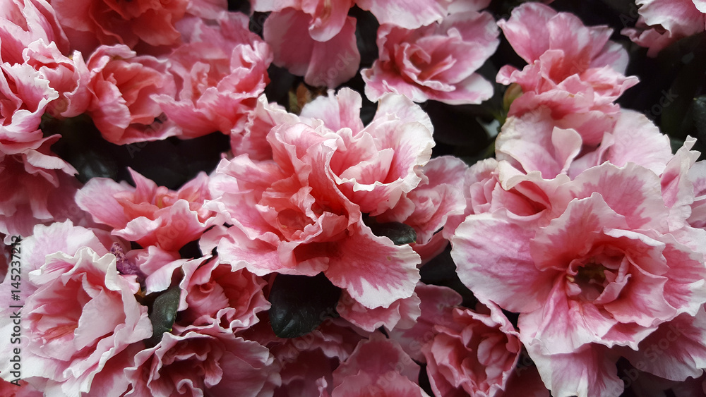 Flowering red and white Azalea Flowering red and white Azalea