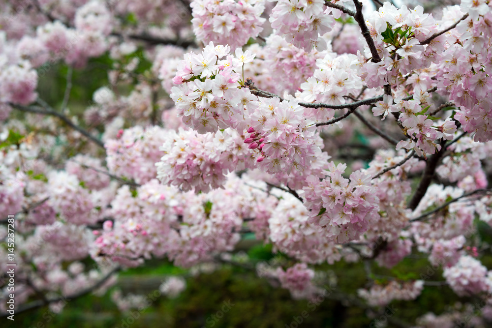 Spring Cherry blossoms, pink flowers. Spring Cherry blossoms, pink flowers.