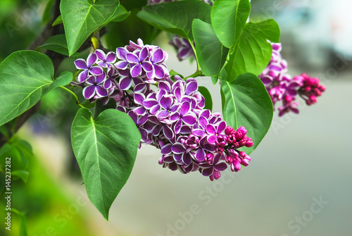 Blooming varietal selection two-tone lilac (Syrínga). The Sort Of "Sensation"