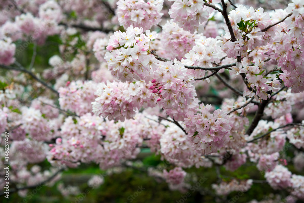 Spring Cherry blossoms, pink flowers. Spring Cherry blossoms, pink flowers.