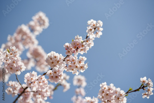 Beautiful pink cherry blossom  Sakura  flower