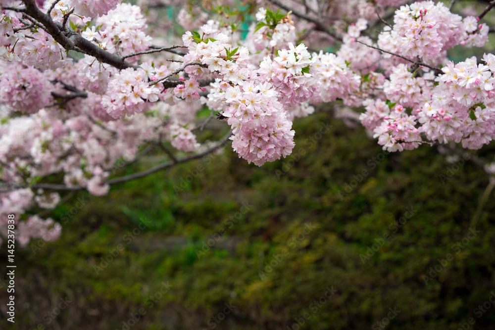 Spring Cherry blossoms, pink flowers.