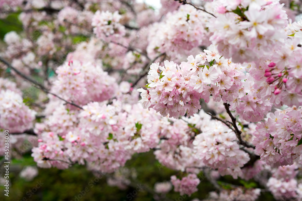 Spring Cherry blossoms, pink flowers. Spring Cherry blossoms, pink flowers.