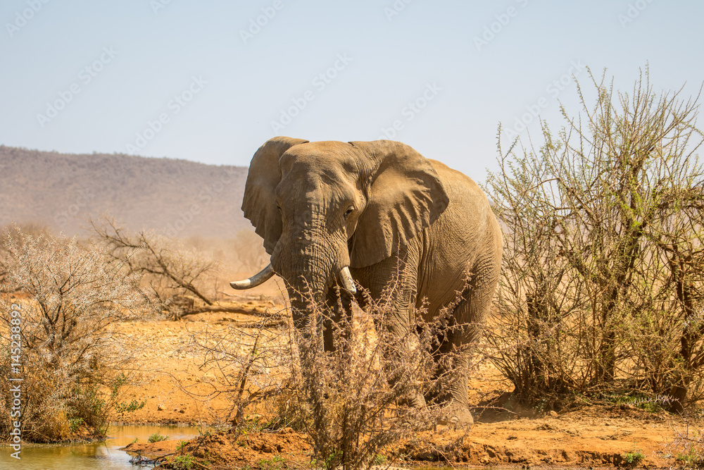 Fototapeta premium Elephant