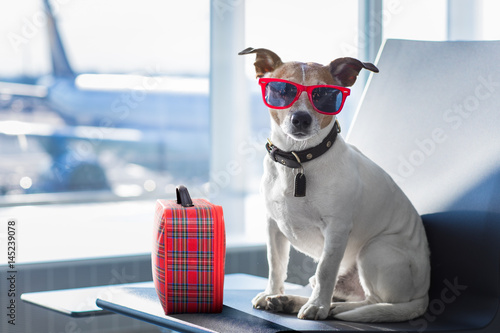dog in airport terminal on vacation © Javier brosch