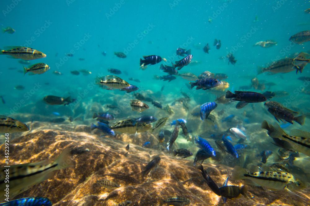 Fototapeta premium Underwater world of Lake Malawi - Malawi