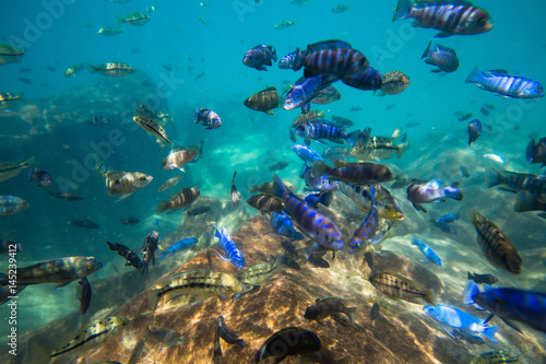 Underwater world of Lake Malawi - Malawi
