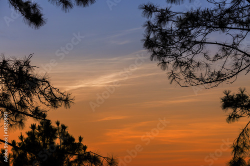 Silhouetted tree on twilight sky after sunset © rueangrit