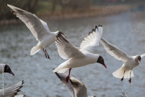 Seagulls in flight © Marina Khilko
