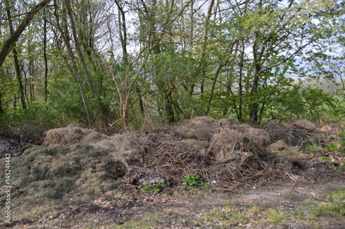 Grünabfall im Wald entsorgt