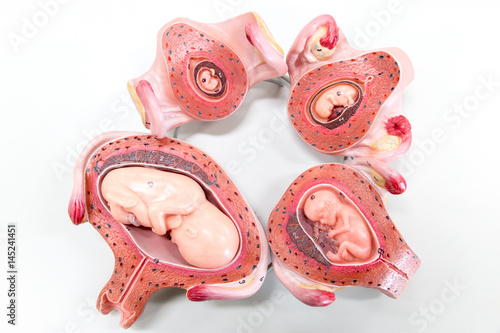 Development of Embryo model, fetus for classroom education.	 photo