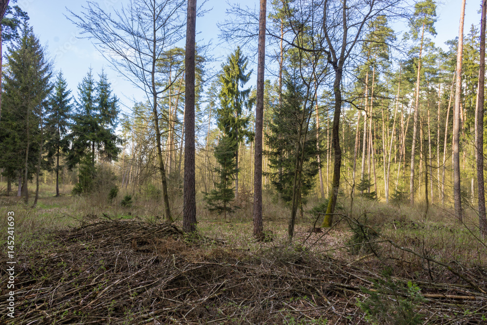 Naklejka premium Blooming leaves on the trees and the young grass on the earth. Fir-trees and pines. Spring forest in the middle of April. Podlasie, Poland.