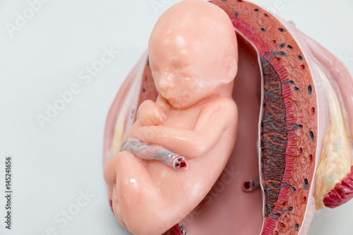 Development of Embryo model, fetus for classroom education.	 photo