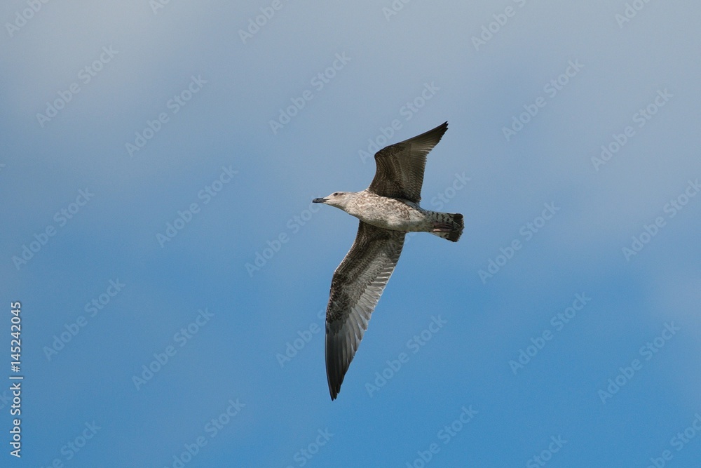 Obraz premium Seagull in flight 