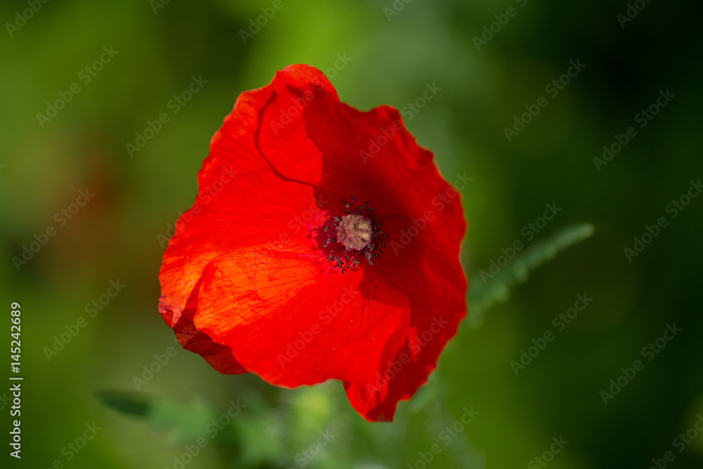 Red poppy in a meadow closeup. Flowers Red poppy in a meadow closeup. Flowers
