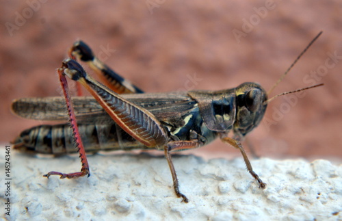 grasshopper © Doug