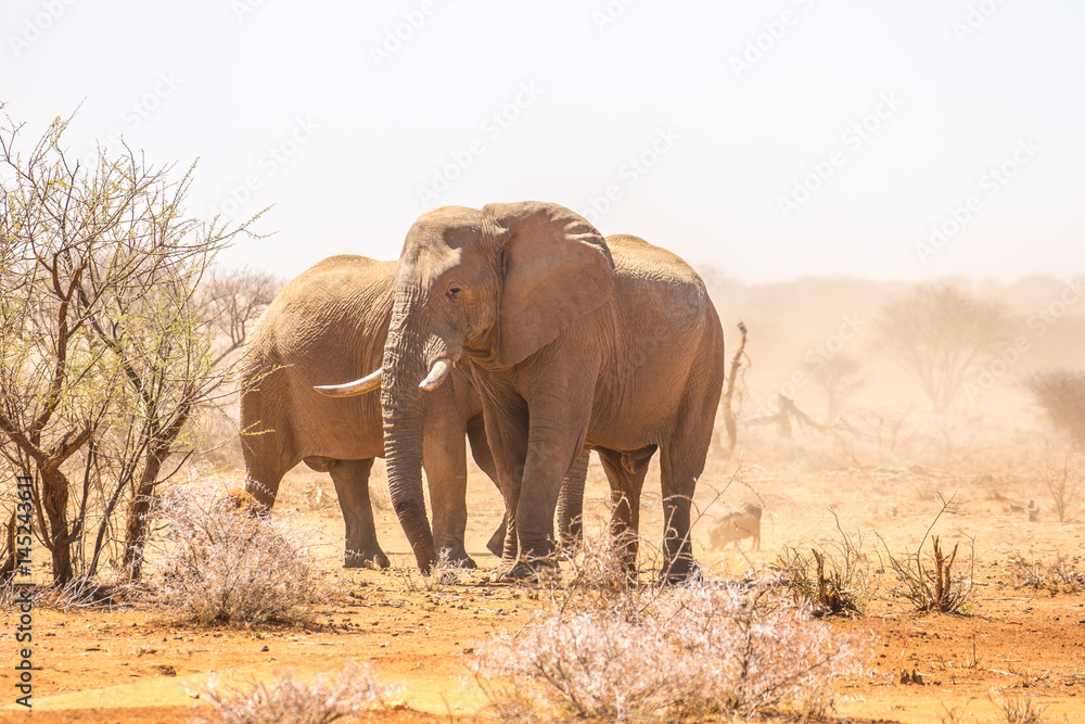 Fototapeta premium Elephant