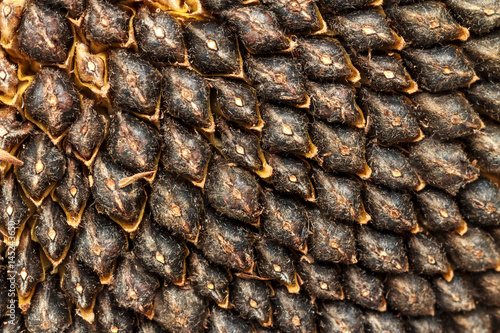 close up of the seeds in sunflower.