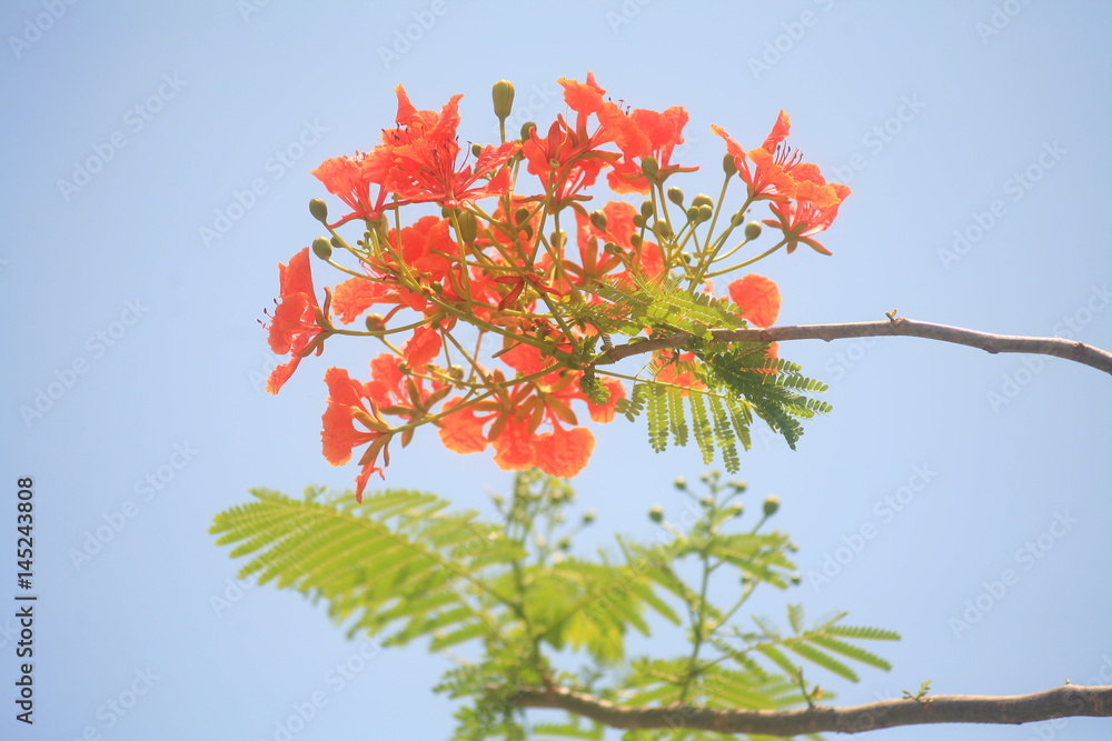 Orange flowers in summer : Flowering times