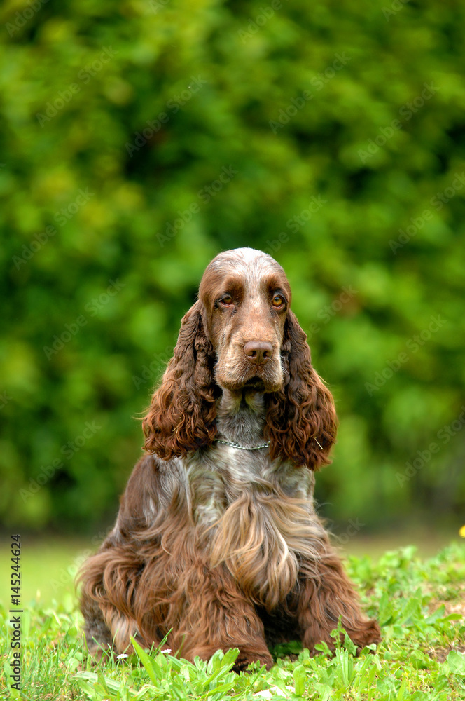 Portrait of English Cocker spaniel dog
