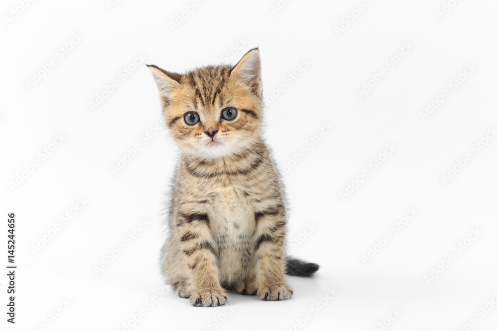 Little cute kitten striped on a white background