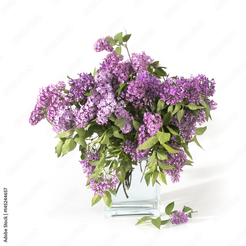 Lilac bouquet in a glass jar on a white background
