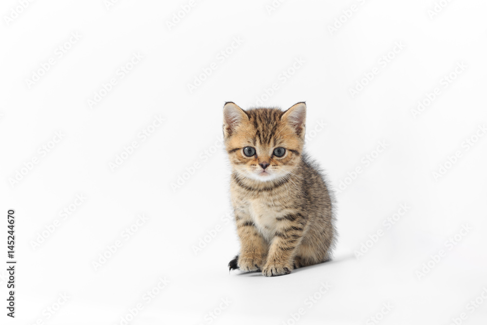 Little cute kitten striped on a white background Little cute kitten striped on a white background