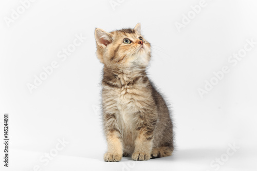 Little cute kitten striped on a white background © makam1969