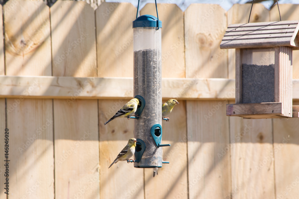 wild gold finches feeding at a feeder