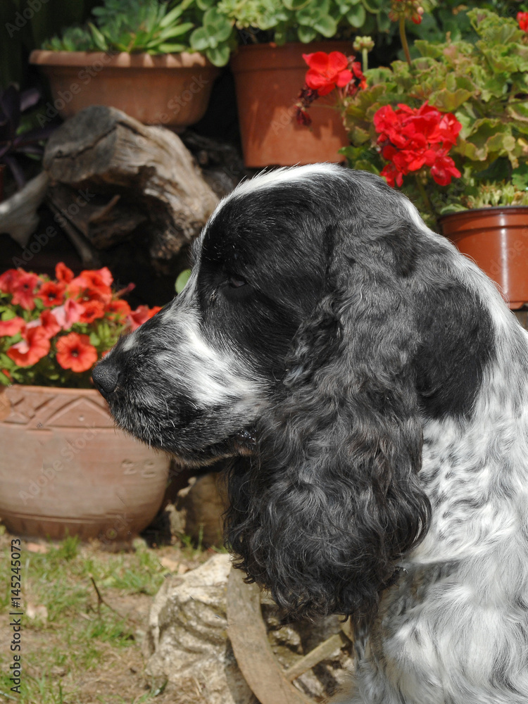 Fototapeta premium Portrait of English Cocker spaniel dog