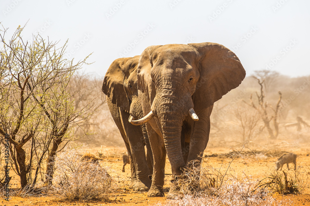 Fototapeta premium Elephant