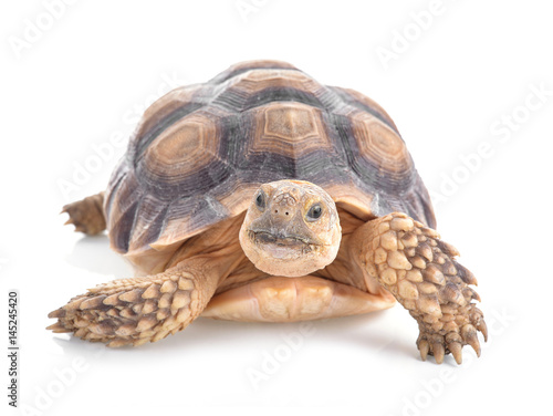 Turtles isolated on white