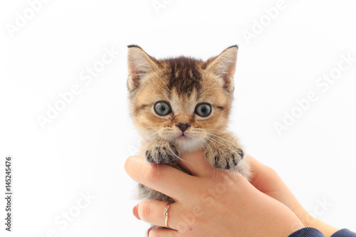 Little cute kitten striped in the hands of a man on a white background