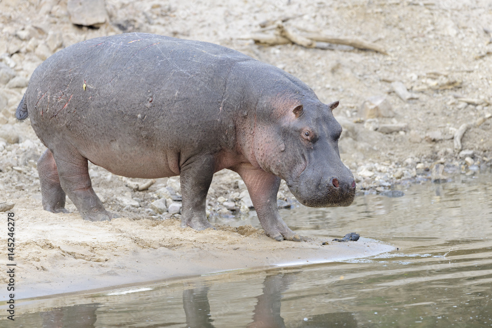 Hippopotamus (Hippopotamus amphibius) adult, walking into water, Serengeti national park , Tanzania, Hippopotamus (Hippopotamus amphibius) adult, walking into water, Serengeti national park , Tanzania,