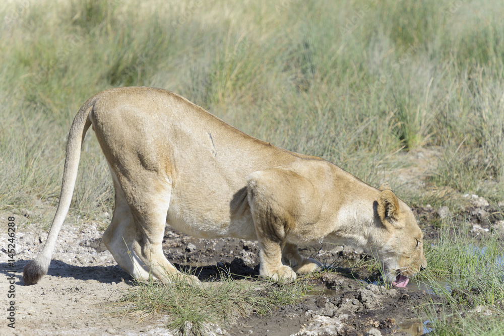 Naklejka premium Lioness (Panthera leo), drinking water, Serengeti national park, Tanzania.