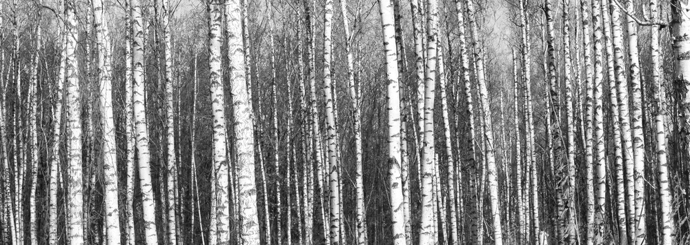 Fototapeta premium Beautiful landscape with birches. Black and white panorama with birches in retro style. Birch grove in autumn. The trunks of birch trees. Black and white panoramic photo of birch trunks.