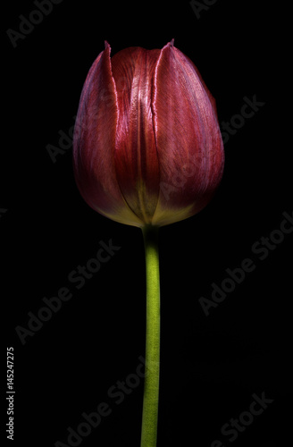 Close up photo of deep red colored tulip and its stem on a black background. Selective focus. 